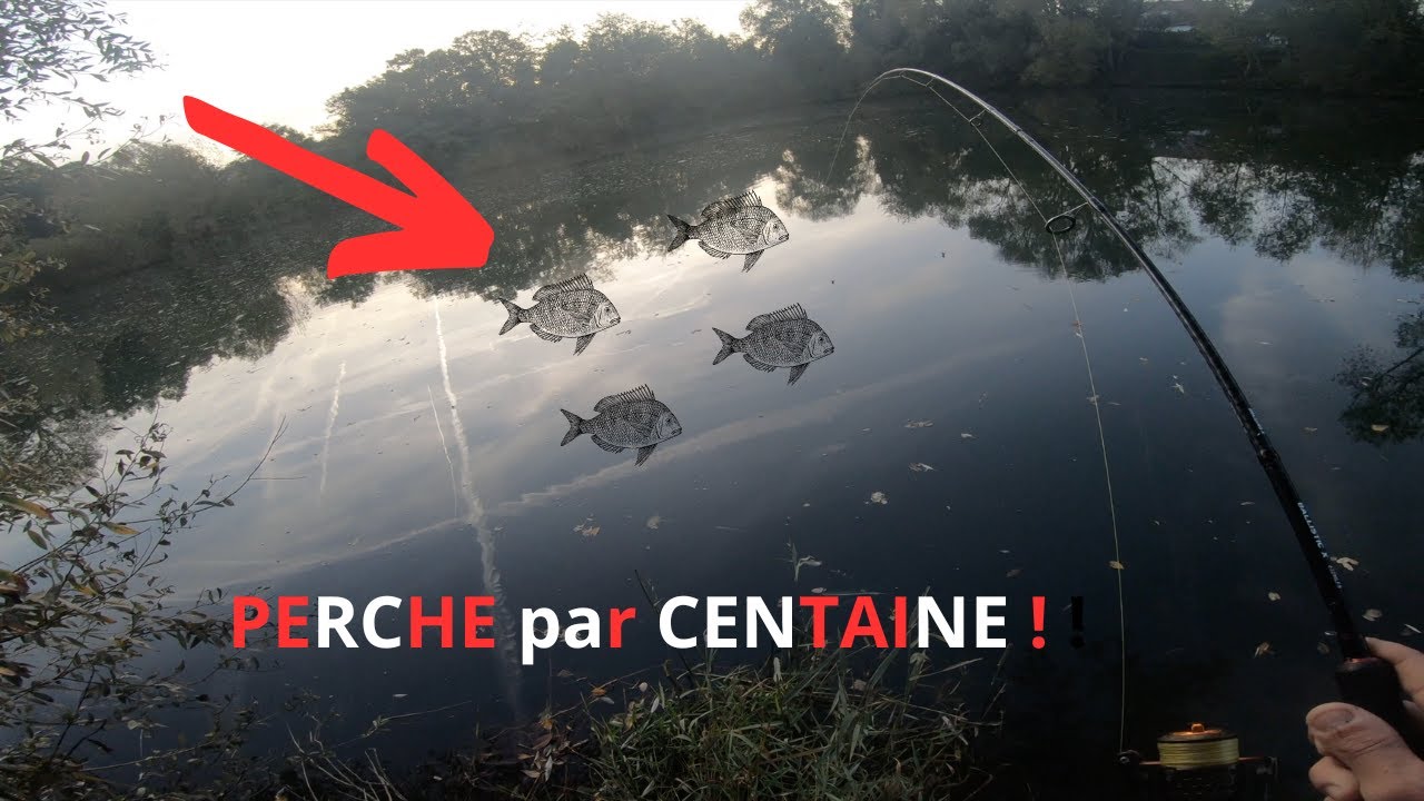 On PECHE des MILLIERS de PERCHE et un invité surprise !