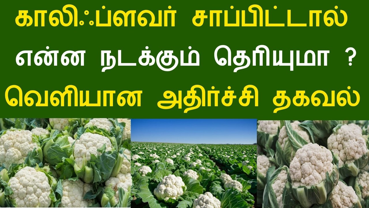 காலிஃப்ளவர் சாப்பிட்டால் என்ன நடக்கும் தெரியுமா ? வெளியான அதிர்ச்சி தகவல் #food #nutrition