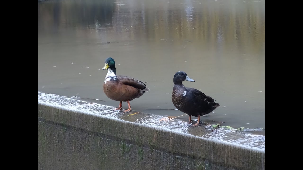 Standing on a ledge