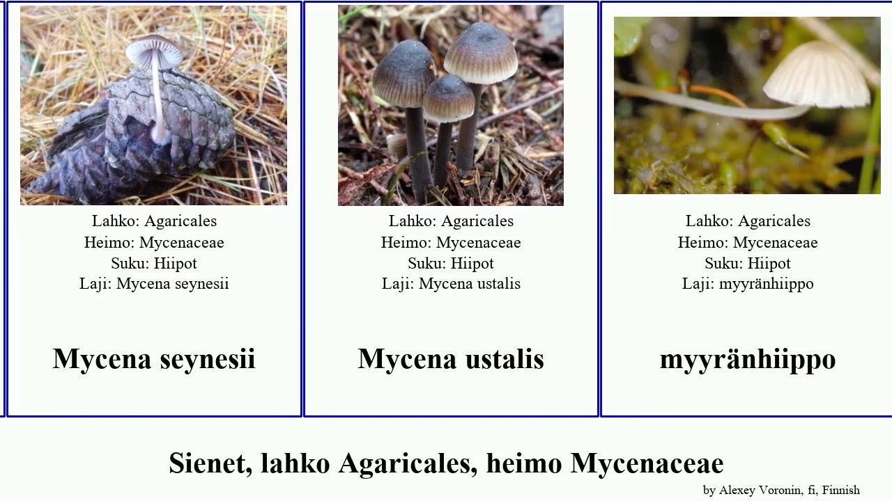 Sienet, lahko Agaricales, heimo Mycenaceae fungus Heimiomyces overholtsii punater&auml;hiippo ustalis