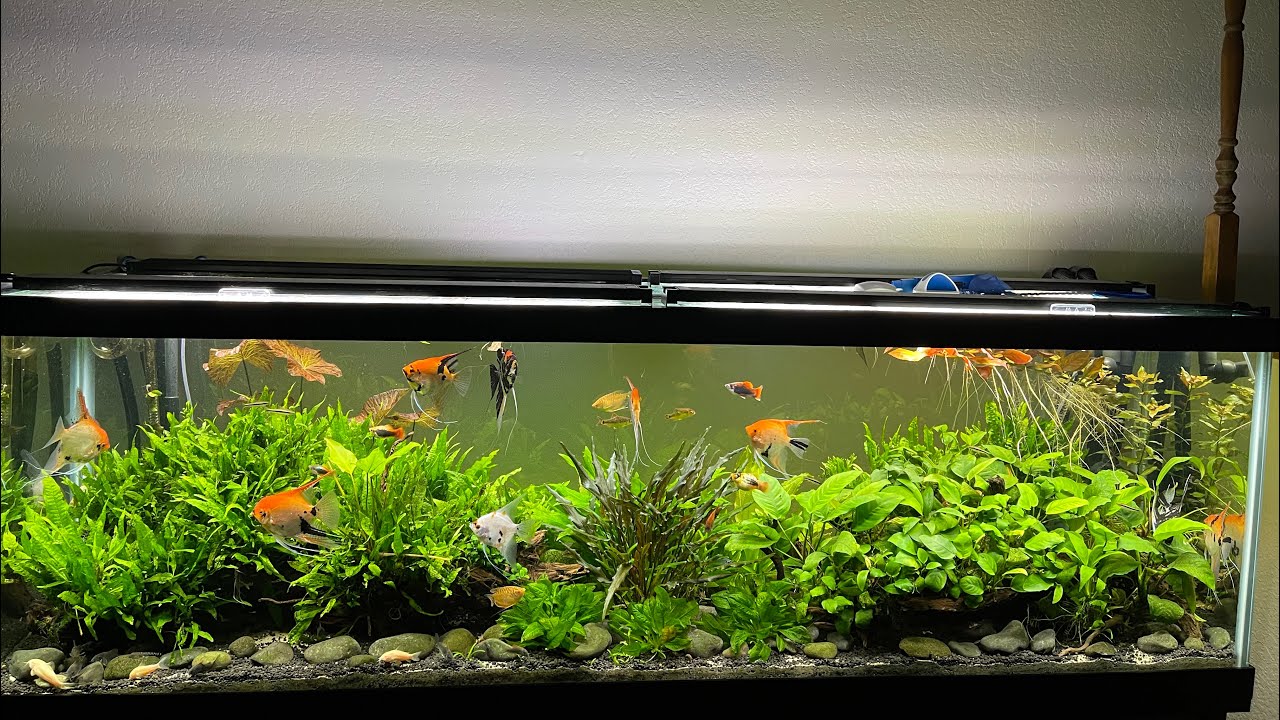 125 gallon Heavily Planted Tank - 1 year update