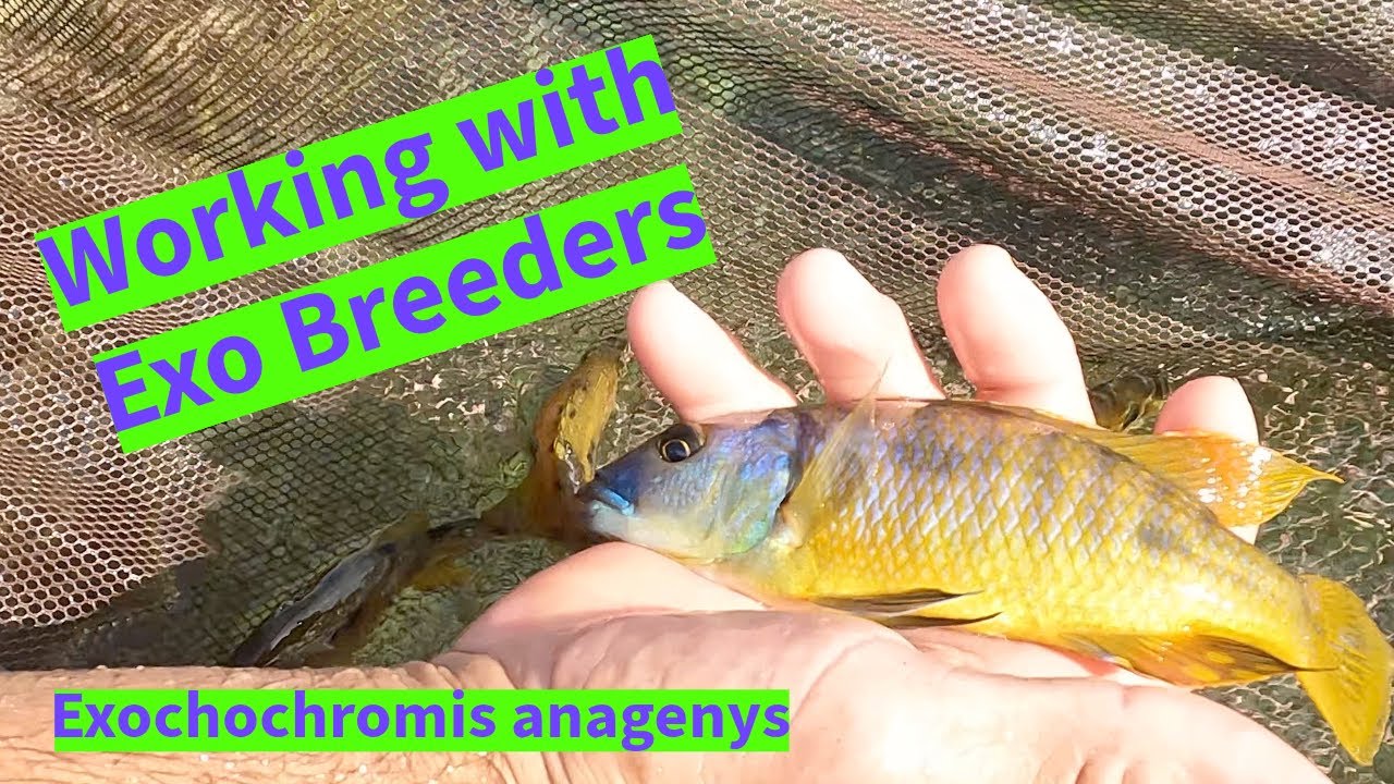Exo Cichlids with Master Breeder Rick Biro at Florida Exotic Fish Sales Farm.
