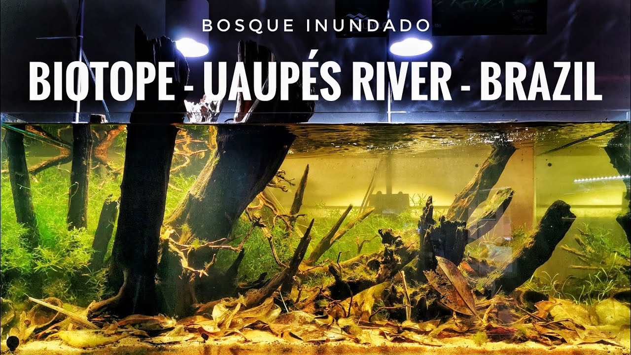 Biotope Uaupés River, Brazil by Little Tree Design Biotopes