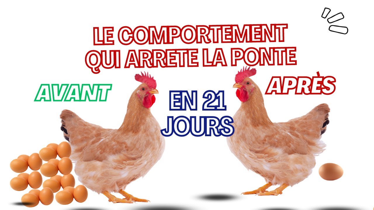 ARRET DE LA PONTE: UNE CAUSE INCROYABLE