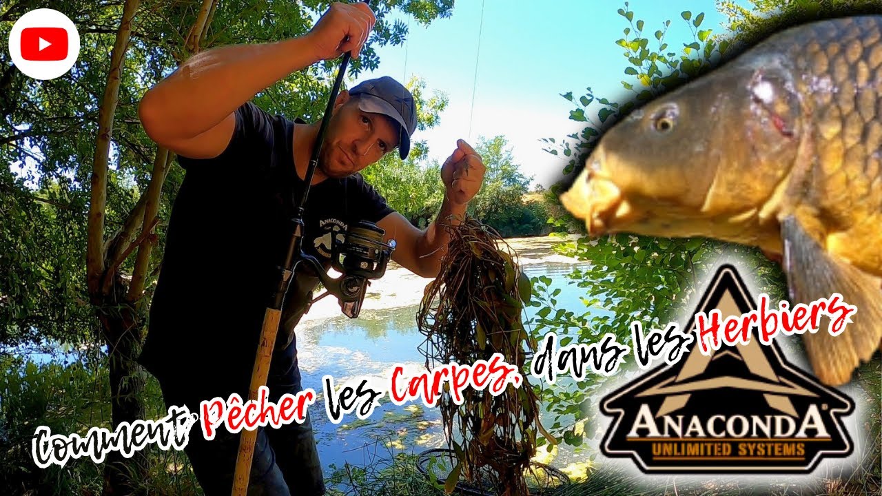 Comment Pêcher la Carpe a vue, dans les herbiers - Pêche d'été #Carpe #Stalking #WalkerAnaconda