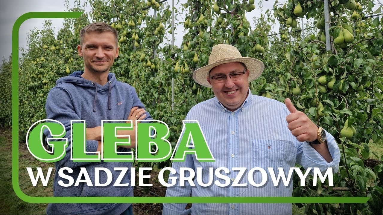 Jak poprawić jakość gleby w sadzie gruszowym?