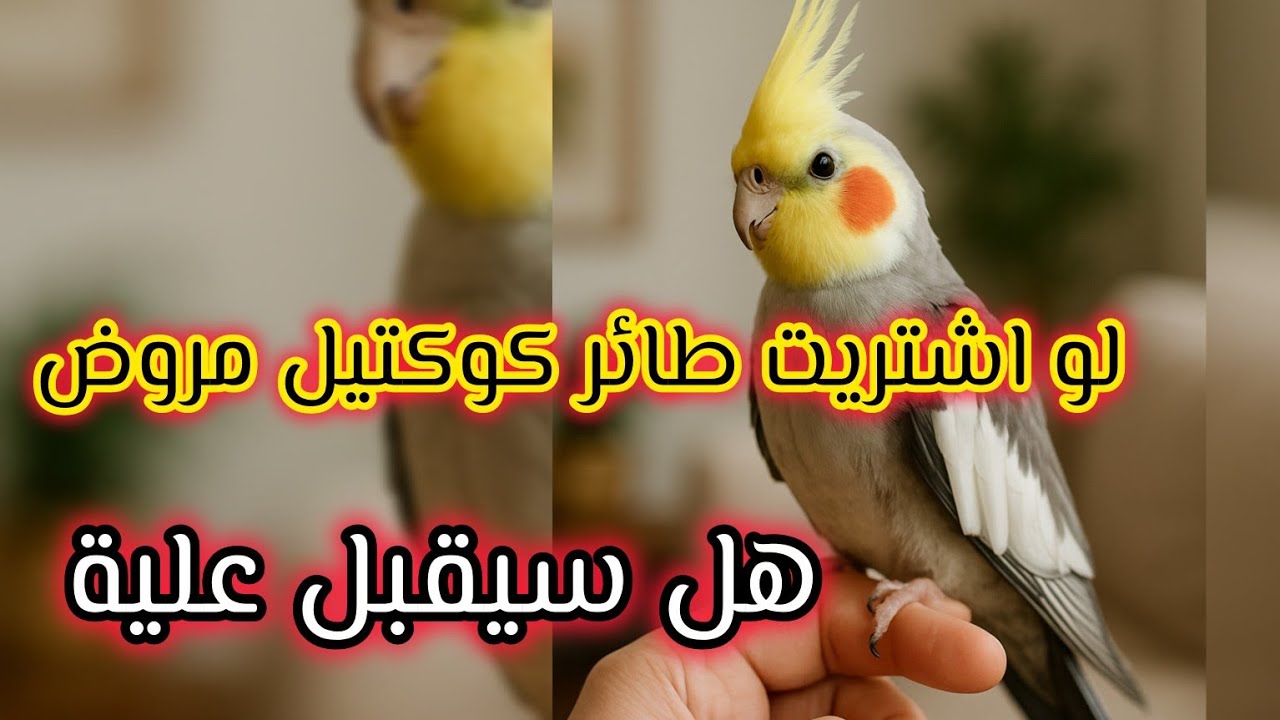 لو اشتريت طائر كوكتيل مروض .. هل يتألف علية .. هل سيتعود علية ويحبني؟ #كوكتيل #birds #طيور 