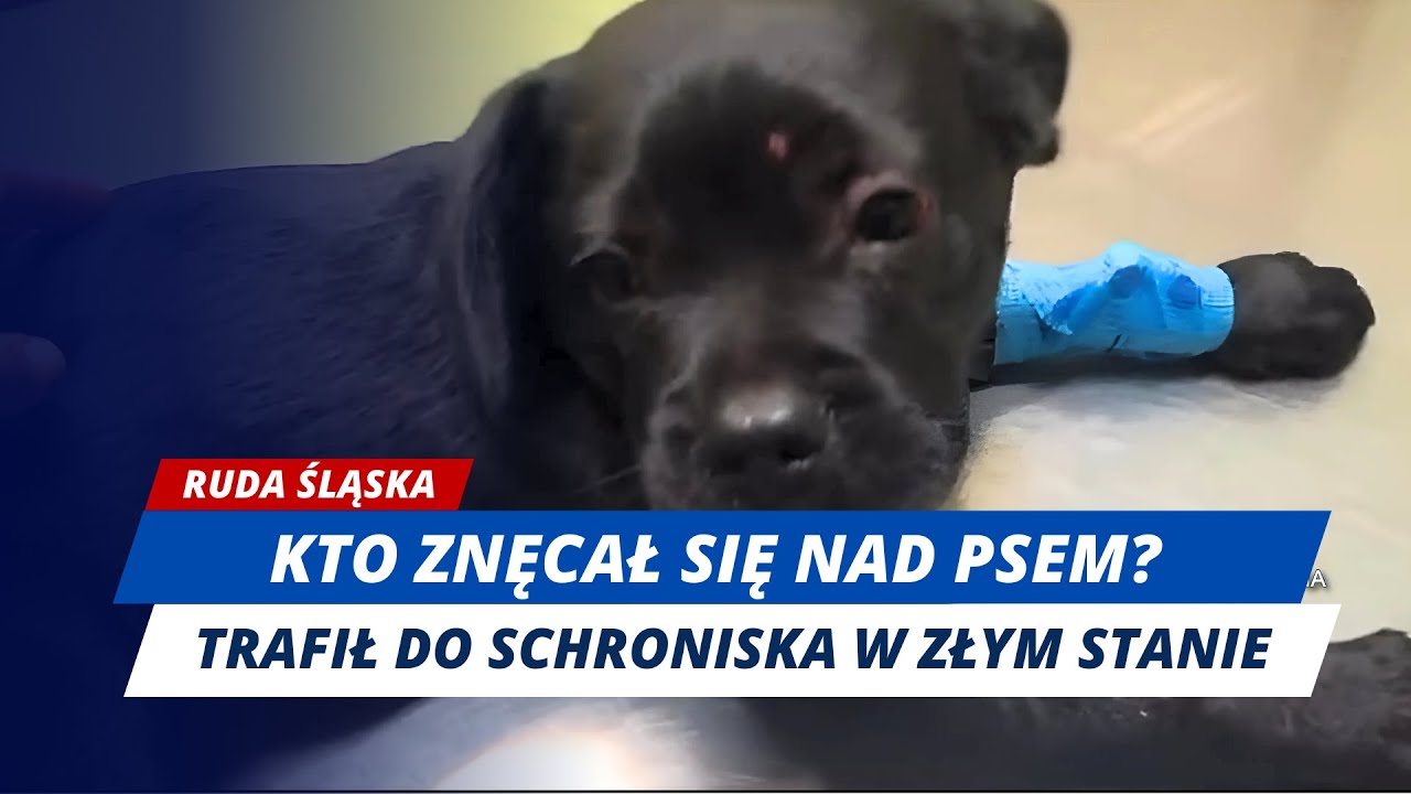 Ktoś znęcał się nad psem. Policja szuka właściciela.