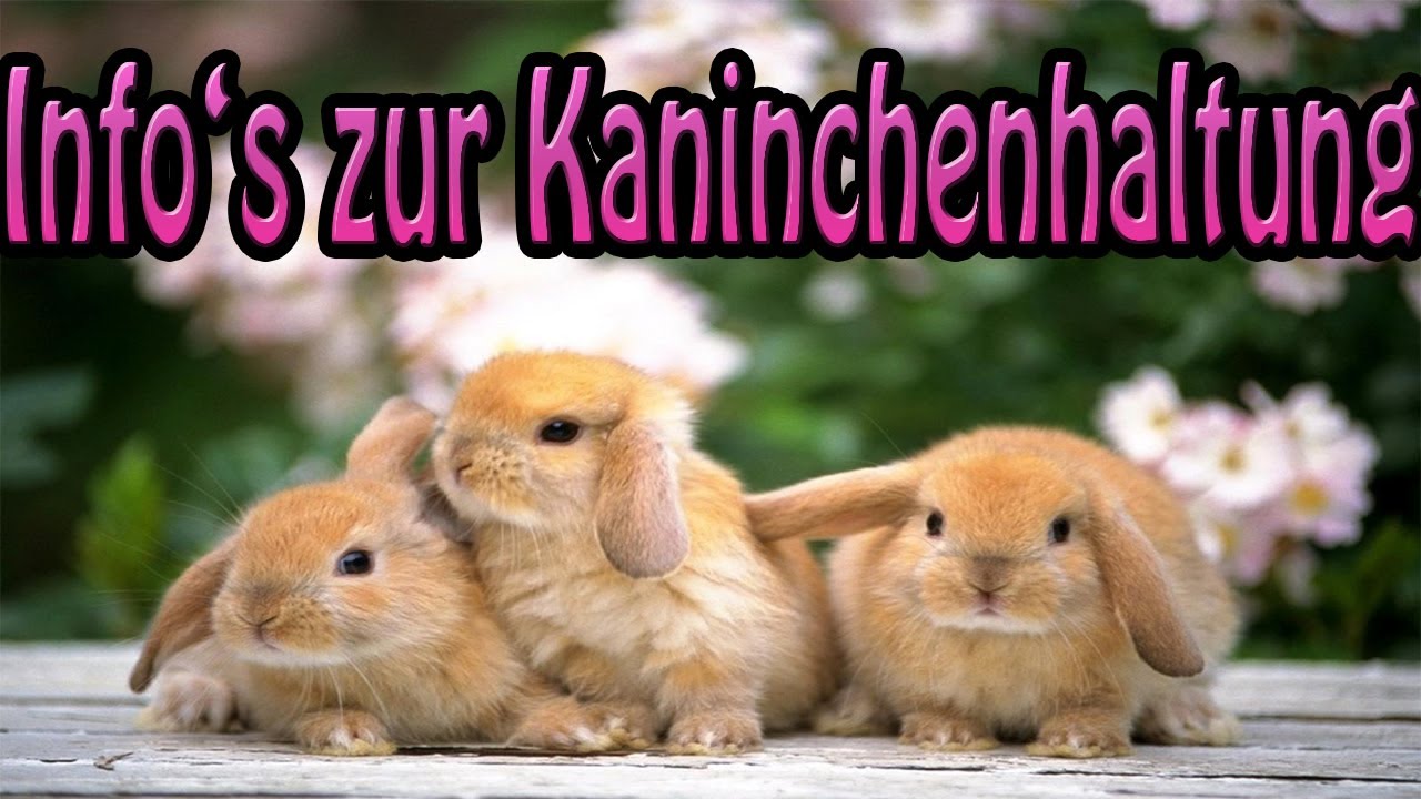 Artgerechte Haltung von Kaninchen! Infos und Tipps!!