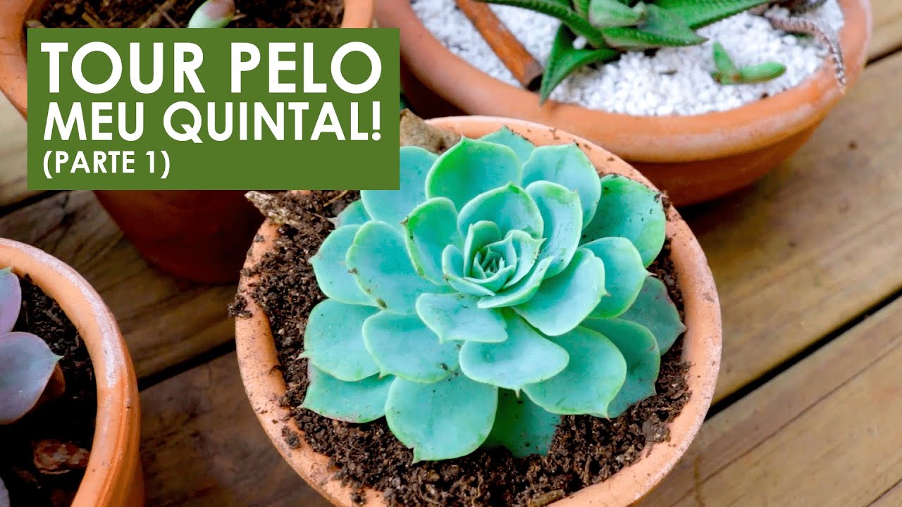 Tour pelo MEU JARDIM - Parte 1