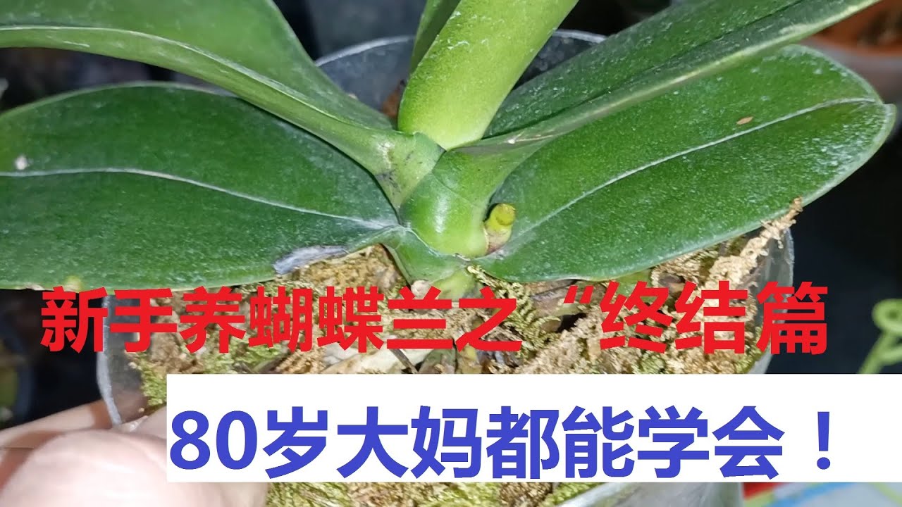 新手养蝴蝶兰之“终结篇”，80岁大妈看看都能学会，新手养兰宝典！（阿涛养花88期）Teach beginners to raise phalaenopsis！