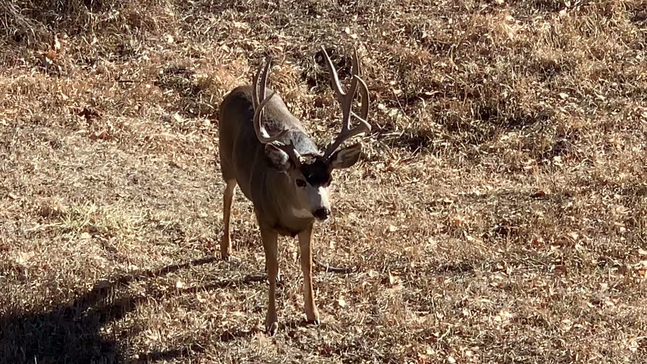 Grunting Mule Deer Buck