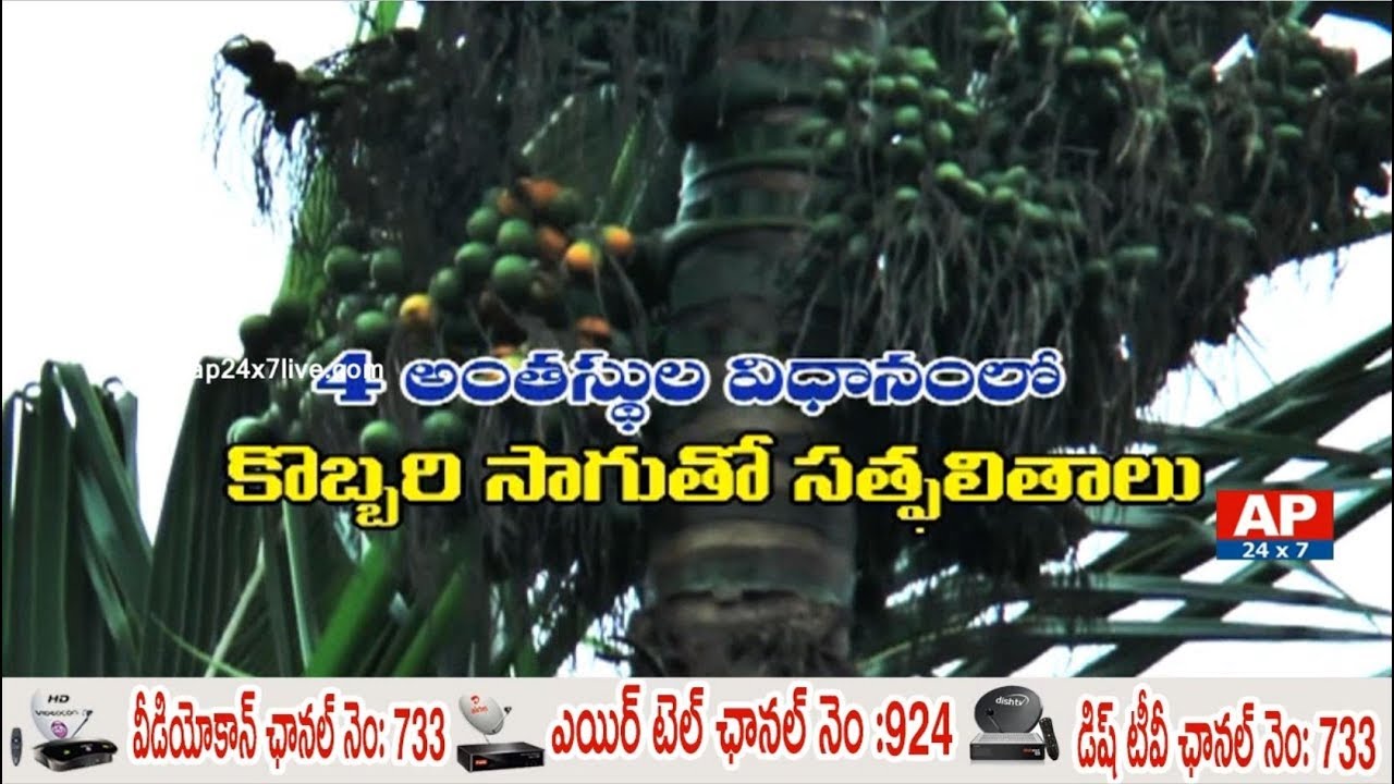 Ideal Farmer Success Story of Coconut Farming | Rythu Ratham | AP24x7