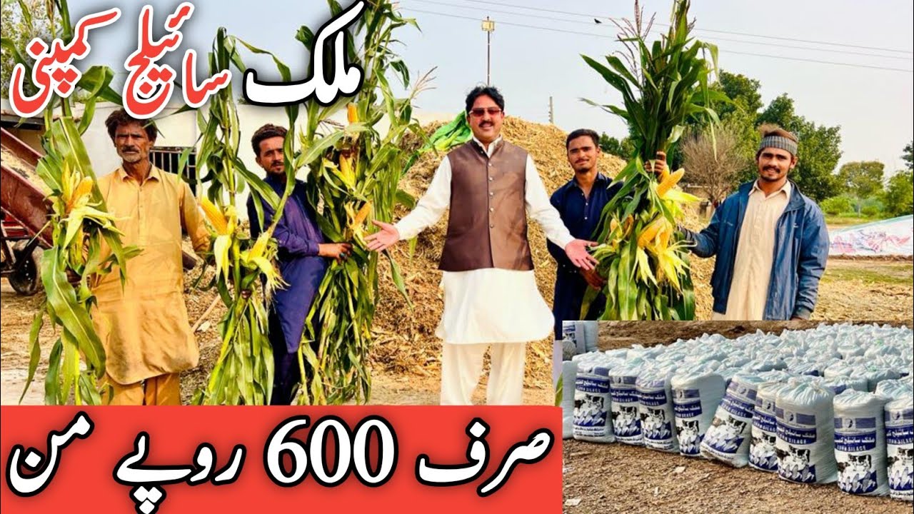 Malik Silage company | Best silage ever | Sargodha | 15rs per KG | Jani Best