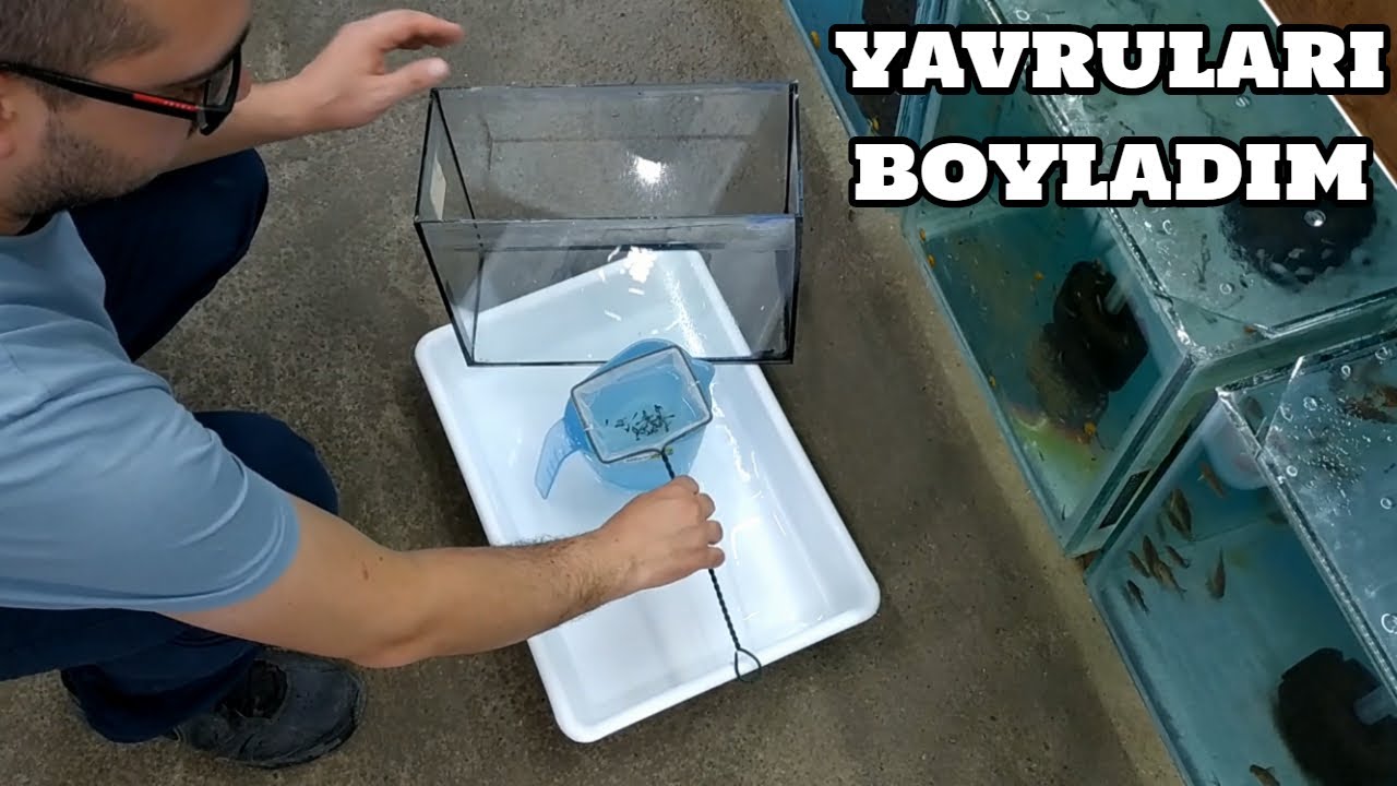 Melek Vlog #72 (Yavruları Boyladım)