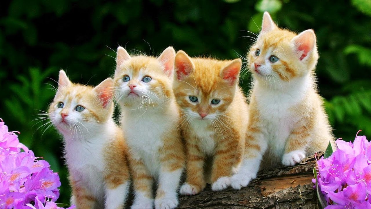 Animal Planet  : Cats 101 ~ Domestic Housecat