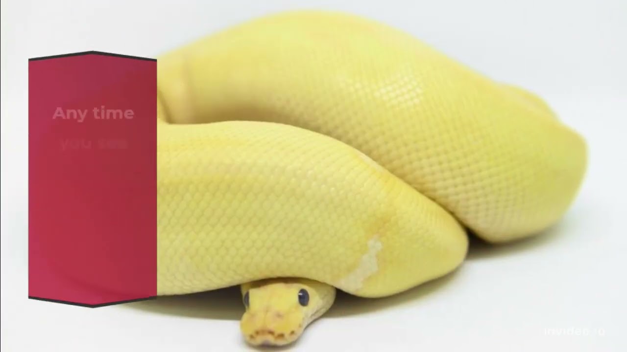 Temperature for a Ball Python: a quick summary