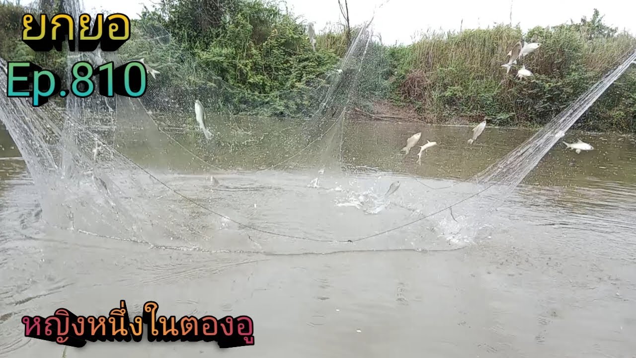 Ep.810 น้ำมาปลามา#2 มาเป็นฝูง!! #ยกยอ #fish #fishing
