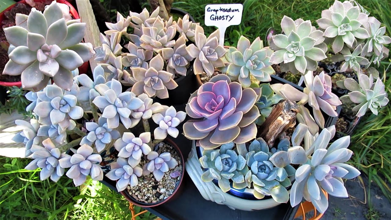 How to tell a Succulent GHOST vs GHOSTY