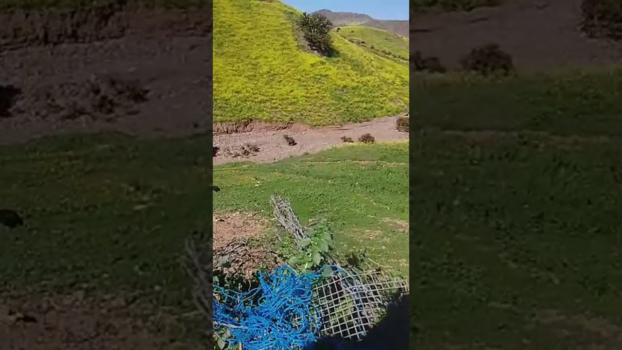 مرحبا بيكم