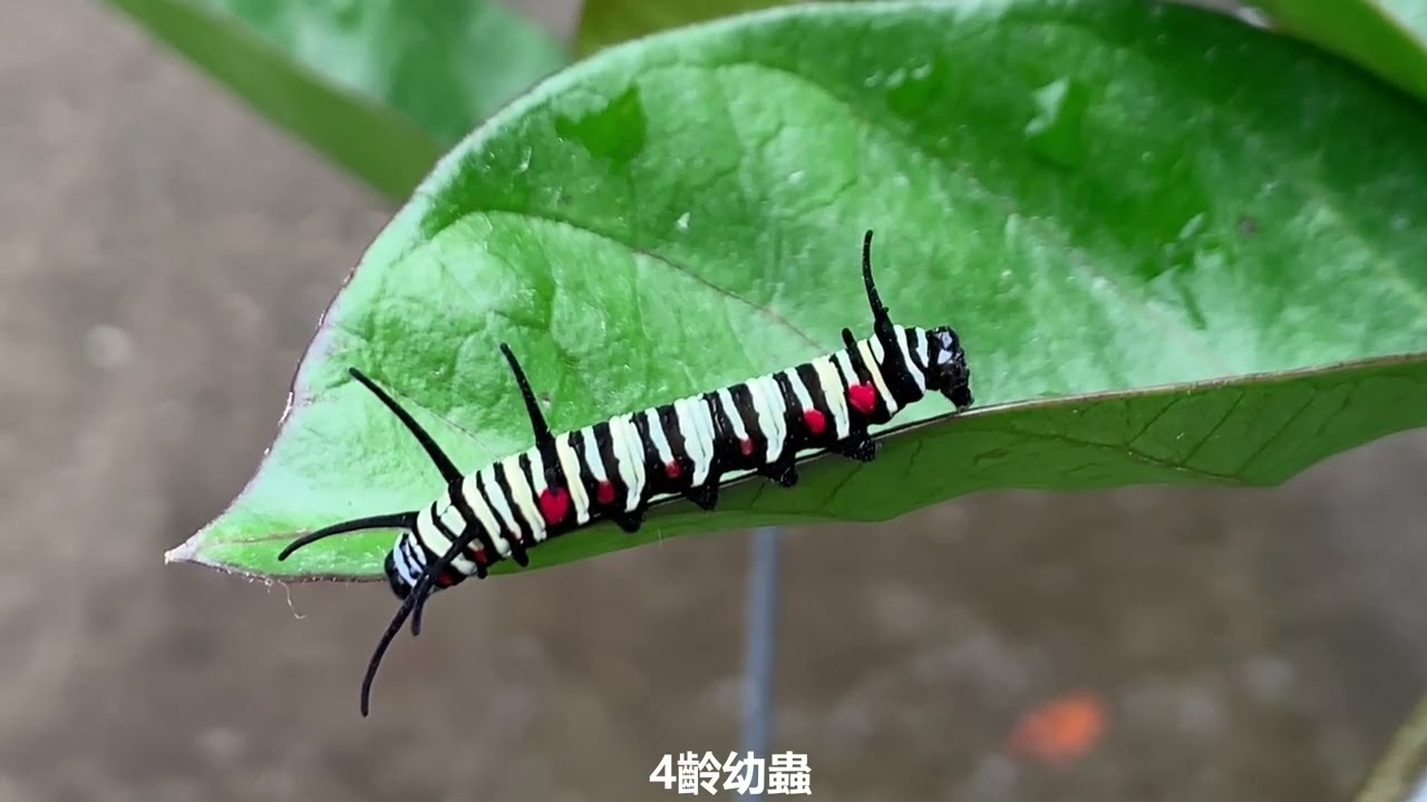 大白斑蝶生活史