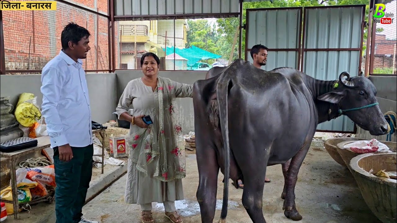 #बनारस जिला मे महीला पशु पालक के पास एक साथ कई हरीयाणा से आई भैंस बिकाऊ है | Buffalo for Sale in U.P
