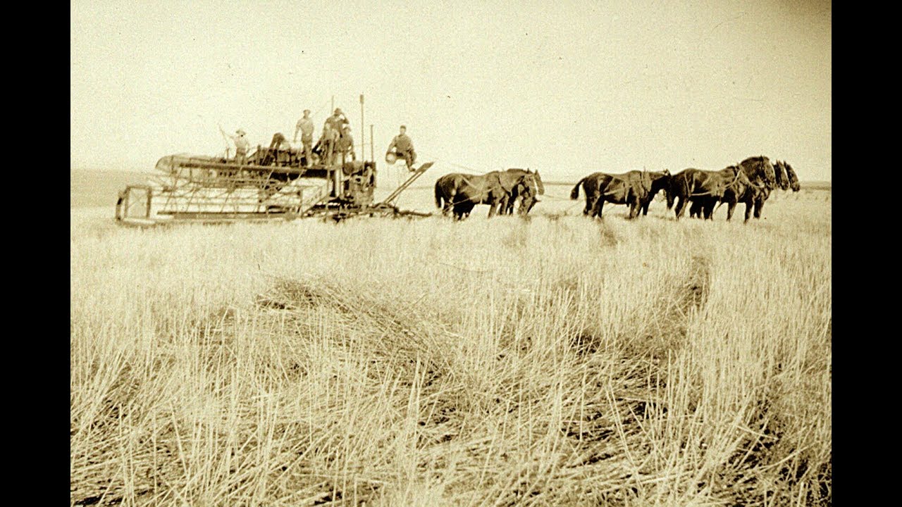 Cook - Ihrig 1940's Wheat Harvest Condon, Oregon