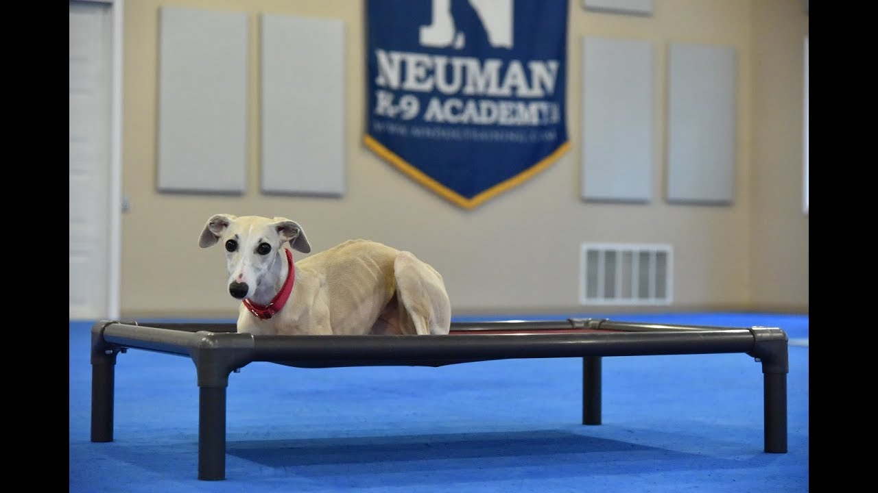 Clover (Whippet) Boot Camp Dog Training Video Demonstration