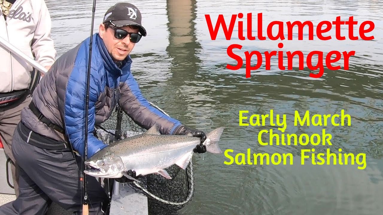 An early March Spring Chinook Salmon caught in Downtown Portland.