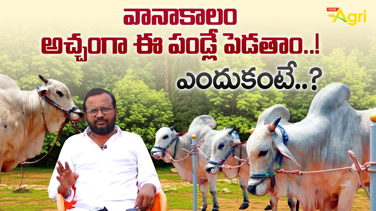 Gannavaram Ongole Bulls Seasonal Feed | వానాకాలం అచ్చంగా ఈ పండ్లే పెడతాం..! ఎందుకంటే..? Tone Agri