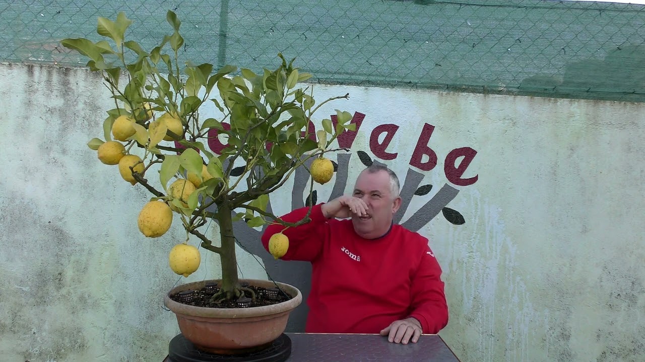 Limonero gran cosecha 2024.@bonavebedesdeVigoGalicia.