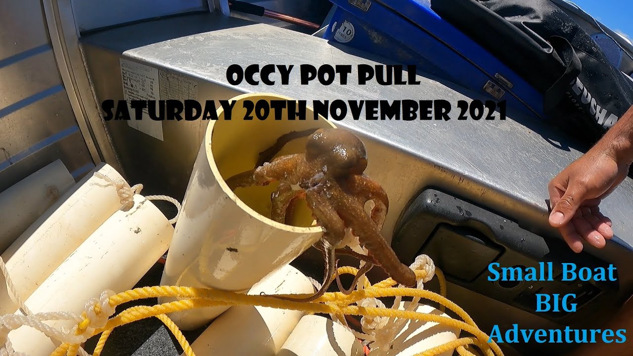 Снова вытаскиваем/проверяем укрытия для осьминогов (Occy Pots)!