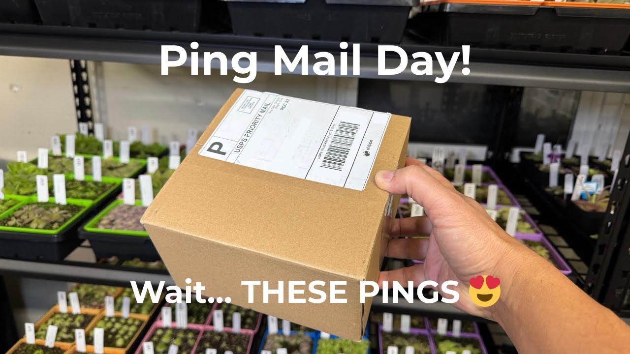 Pinguicula Unboxing 🌸 My First Ping Purchase | Carnivorous Plant Haul