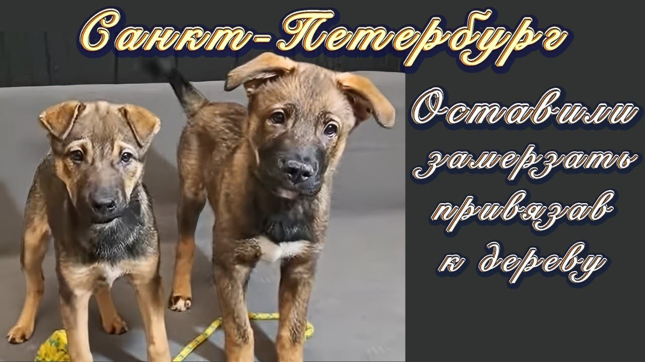 Санкт-петербург. Оставили замерзать привязав к дереву. 