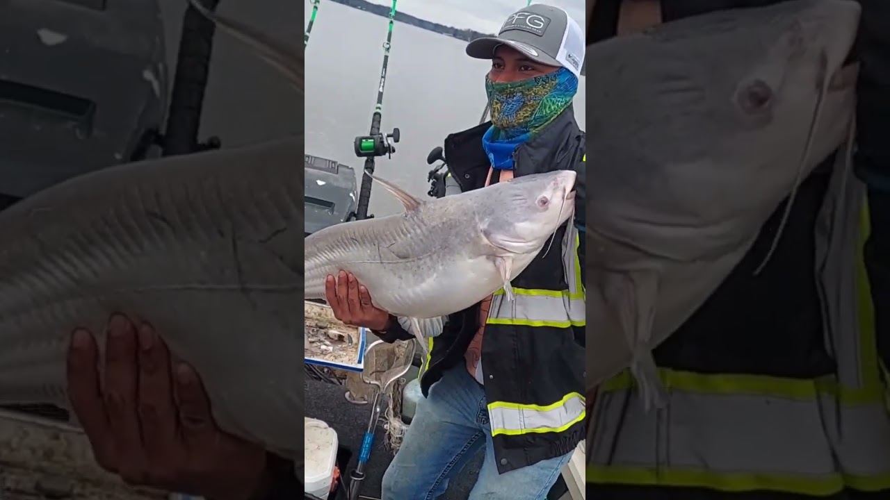 Bagre Azul Gigante!! BlueCatFish!! #fishing #pesca #fish #catfish #fish