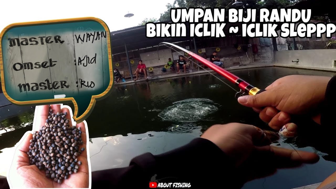 Galatama Bawal Omset Dengan Umpan Klenteng / Biji Randu