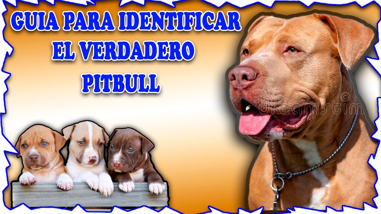 ¿Cómo saber si mi perro pitbull es puro apbt O red nose  american pitbull terrier rápido pitbull dog