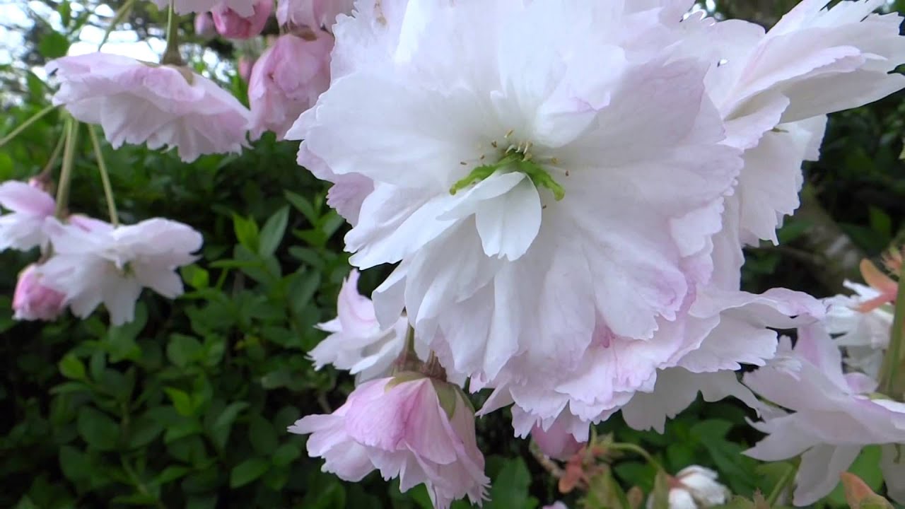 Shogetsu - Flowers