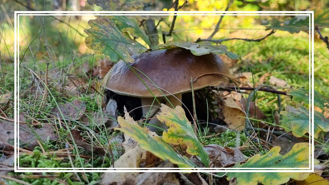 Namierzyłem dzisiaj 50 BOROWIKÓW SZLACHETNYCH!!! Czy to JUŻ WYSYP??? 🍄‍🟫🍄‍🟫🍄‍🟫
