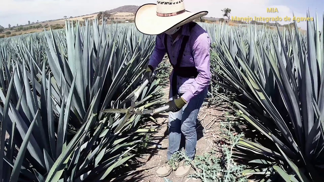 Despunte en Agave