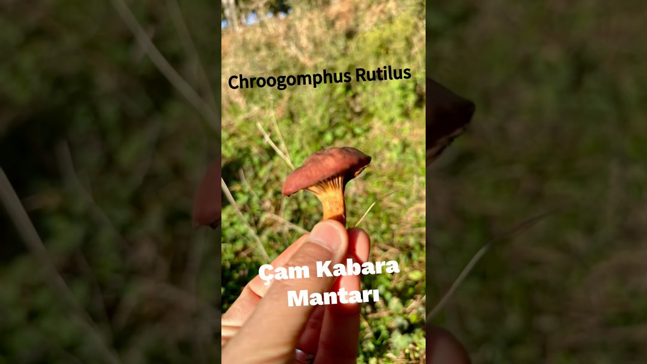 &Ccedil;am Kabara Mantarı (Chroogomphus rutilus)