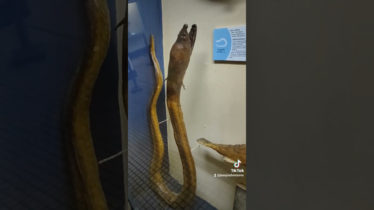as&iacute; fue nuestra visita al Museo de historia natural en lima