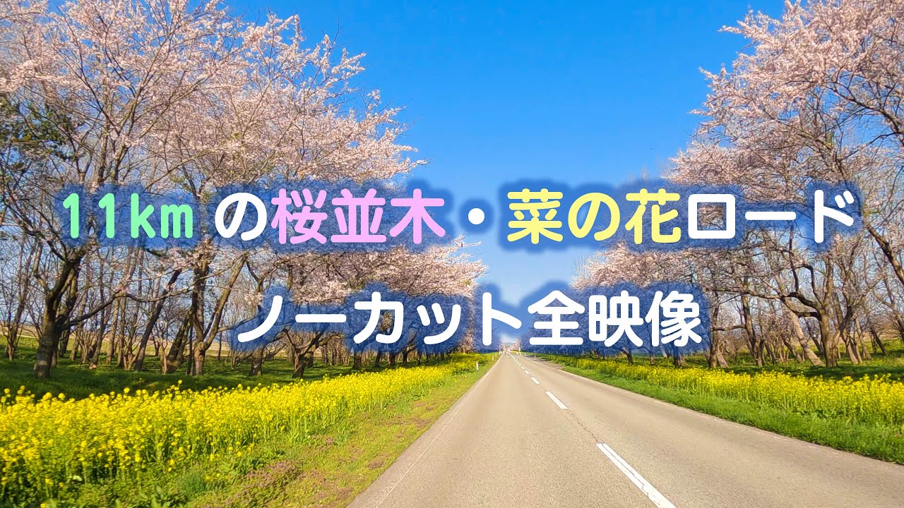 [ 4K60P] 桜・菜の花ロード 11km ノーカット車載カメラ全映像 All in-vehicle camera videos of 11km long row of cherry  trees