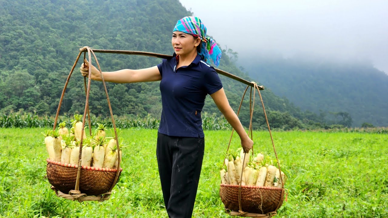 Harvesting Garden White Radish goes to the market sell - Nguyễn Thị Bình