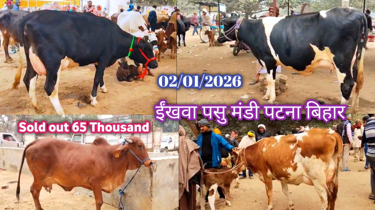 Ainkho Pashu Mandi Hf Cow Market 02/01/2026