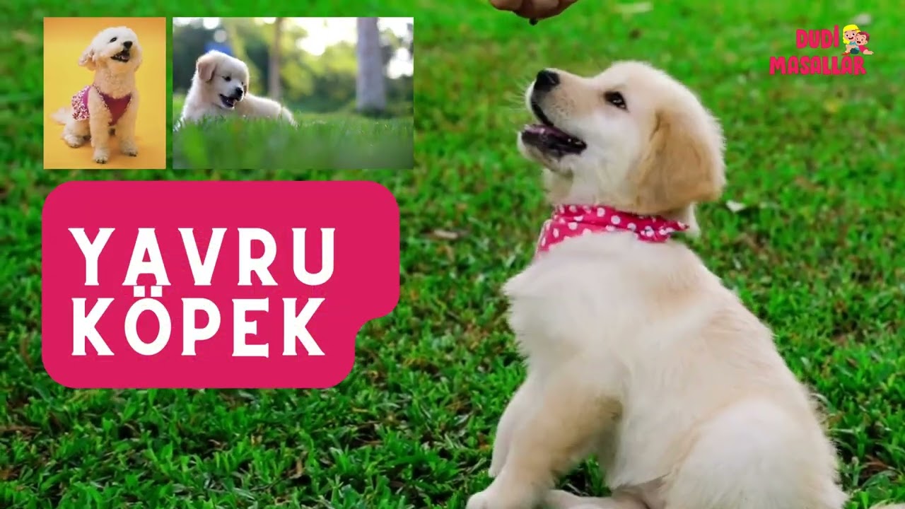 Hangi hayvan olduğunu tahmin et! Eğlenceli bir oyun videosu