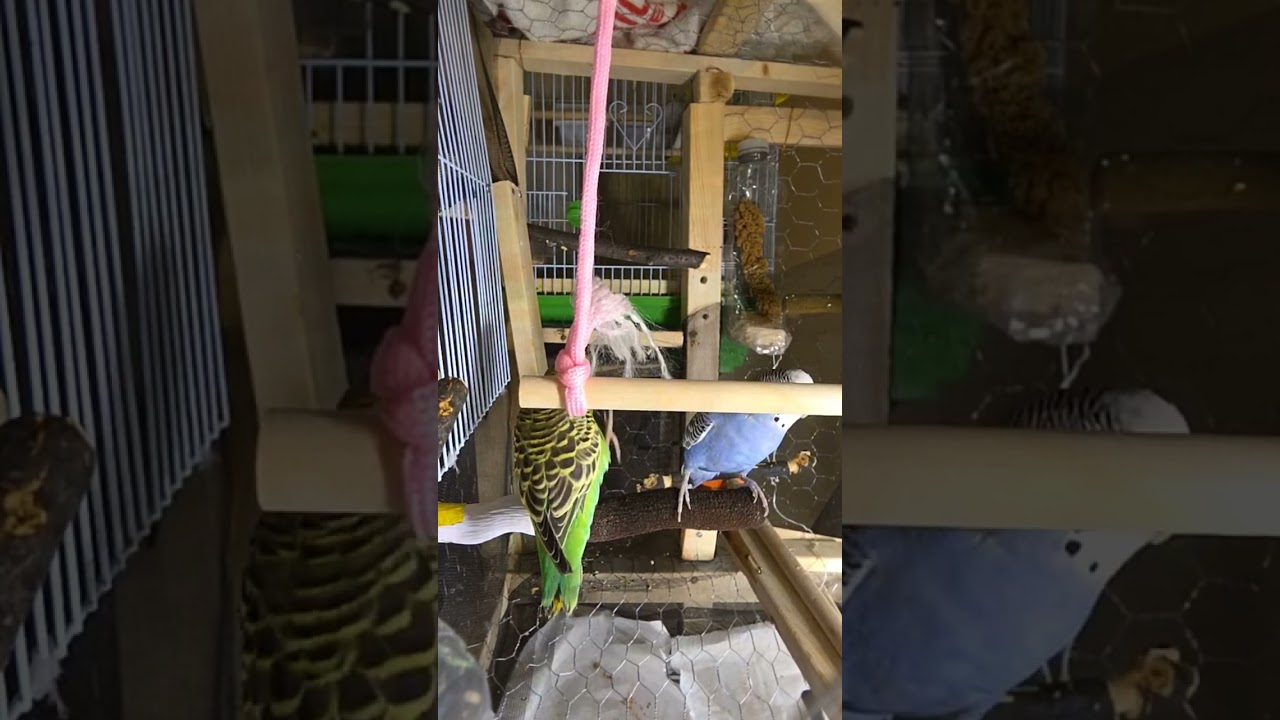 When budgies Get Wild Part 1