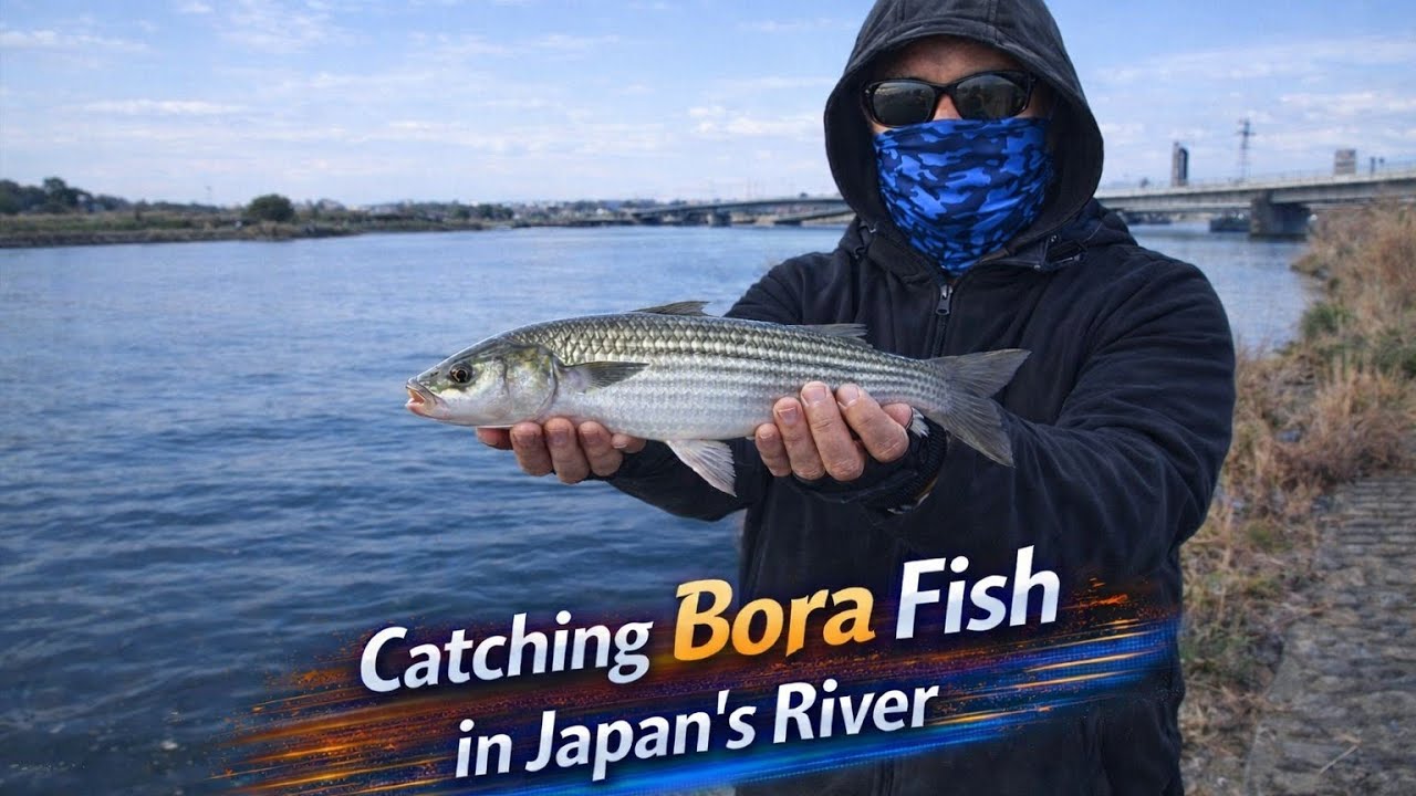 Catching Bora Fish in Japan’s River