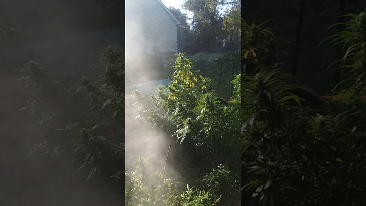 Spraying for bud rot and caterpillars