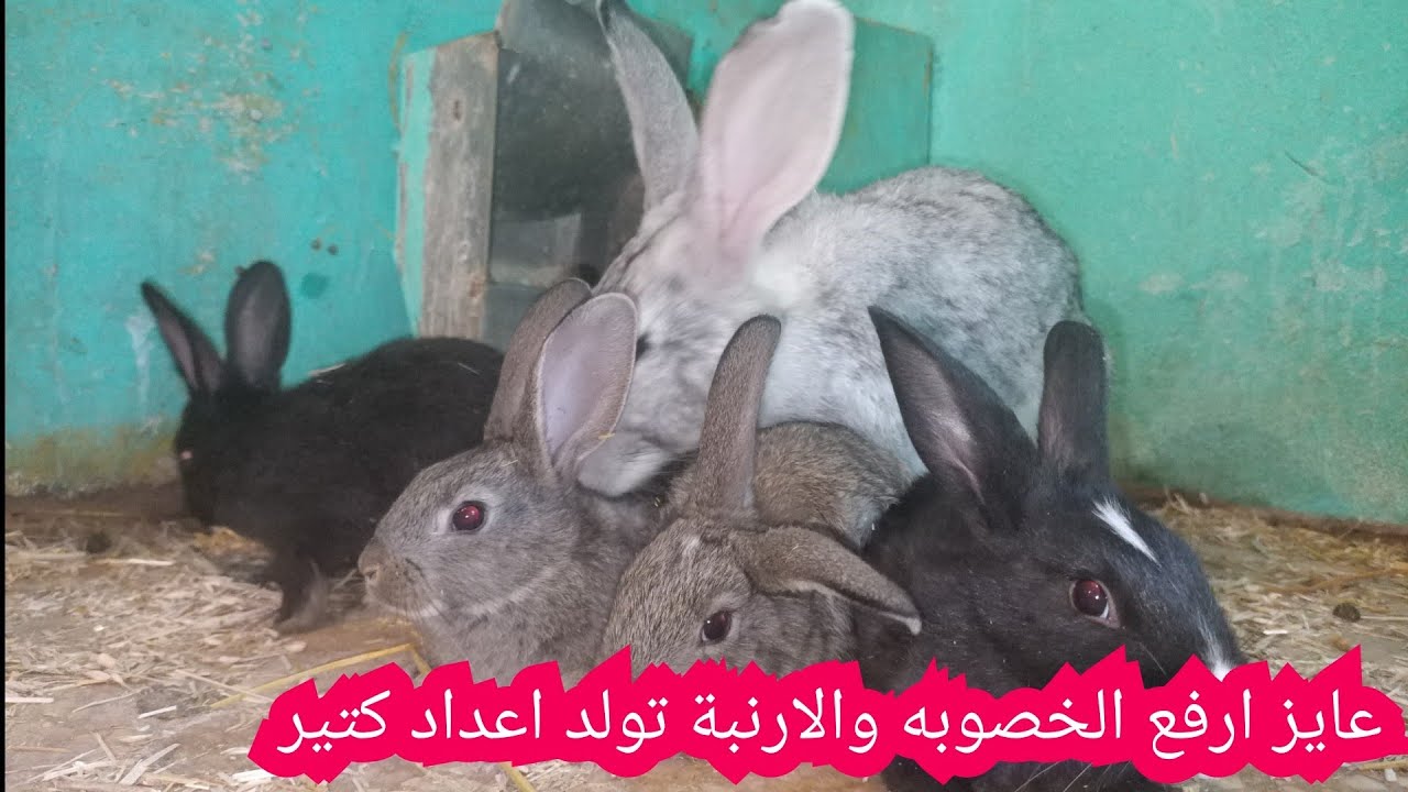 ازاي ارفع خصوبة الامهات والدكر والارنبة تولد اعداد كتير عشان الخير عندنا يزيد